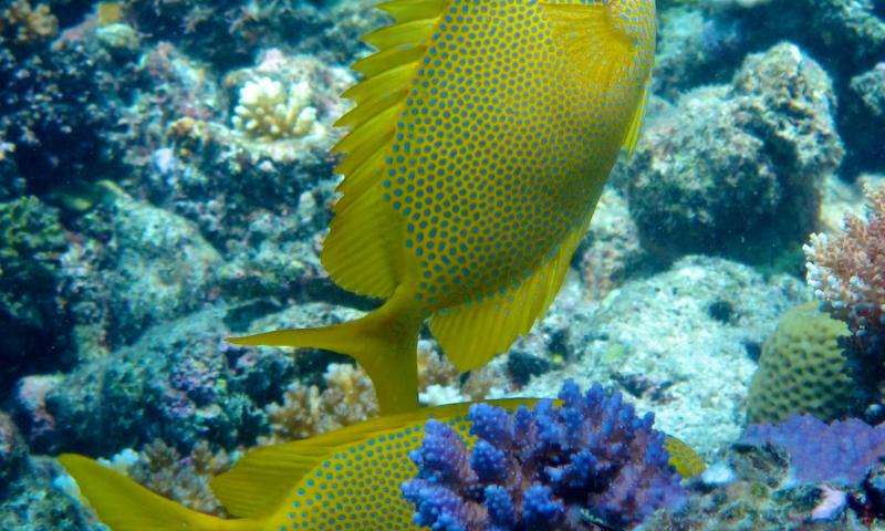 A rabbitfish guarding his mate while the latter feeds