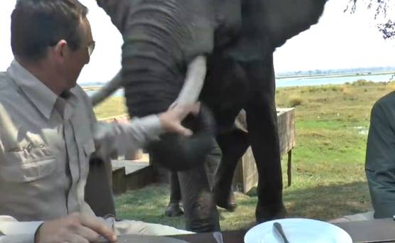 A shot from the video of the elephant attacking Stephen Montague