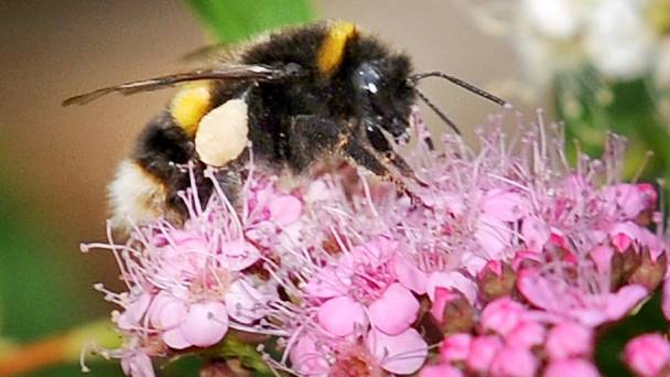 A student has discovered the most painful places to be stung by a bee