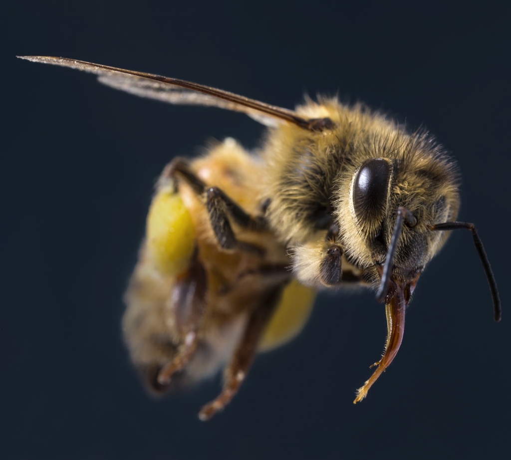 Appeals court overturns EPA approval of insecticide said to kill honey bees