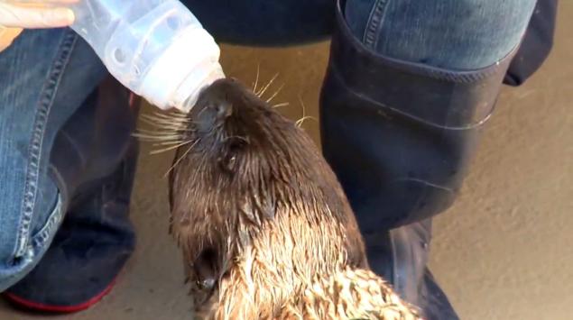 Sea Otters Might Be Struggling With Biodiversity