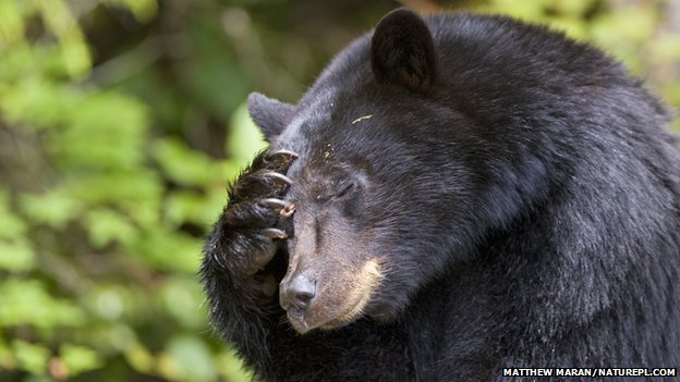 Black Bear  image Matthew Maran