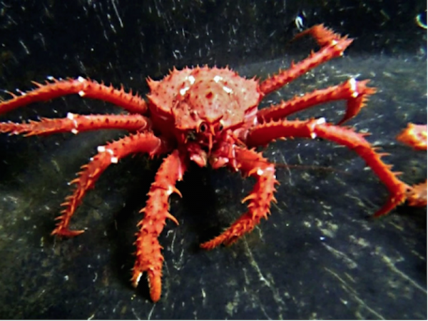 Crabs that haven't been in Antarctic waters for millions of years could return to wreak havoc because of global warming researchers say. King crabs could have devastating effects on soft-bodied inhabitants of Antarctic waters they warn