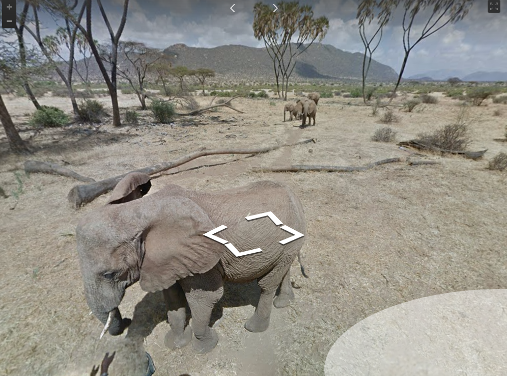 Thanks to Google you can stand alongside elephants without leaving your bed