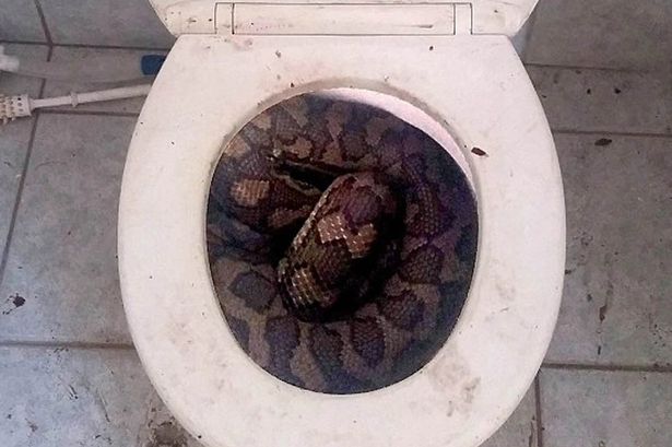 Gulp This three-metre python was found lurking beneath the lid in Queensland