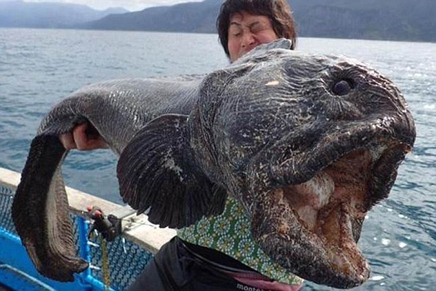 Hirasaka Hiroshi poses with the massive wolffish caught off the coast of the Japanese island of Hokkaido