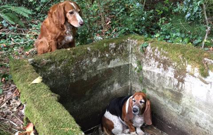 Irish Setter Tillie watched over her trapped friend by a concrete cistern for over a week until their rescue