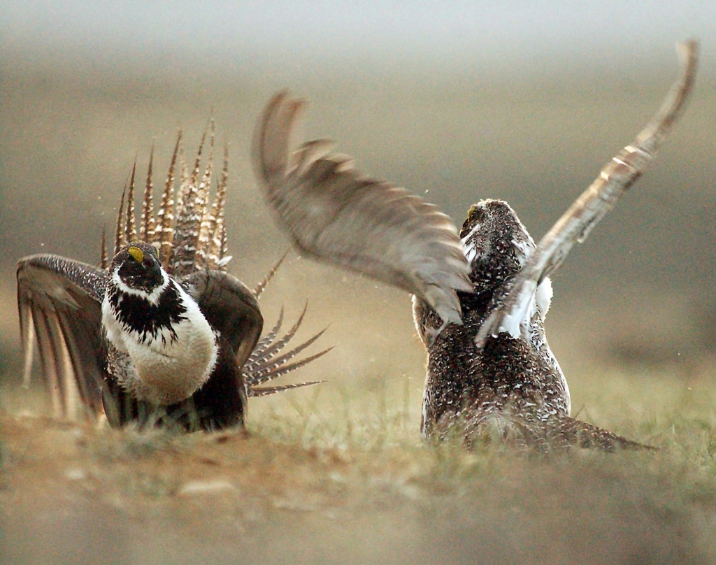 The Latest: Utah congressman: Grouse decision 'cynical ploy'