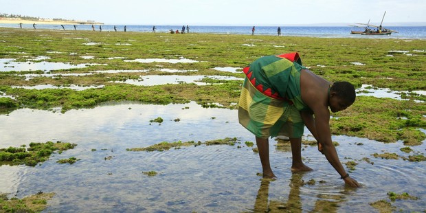 Mozambique's state news agency AIM reported government officials United Nations representatives and donor agencies made the formal announcement on Thursday