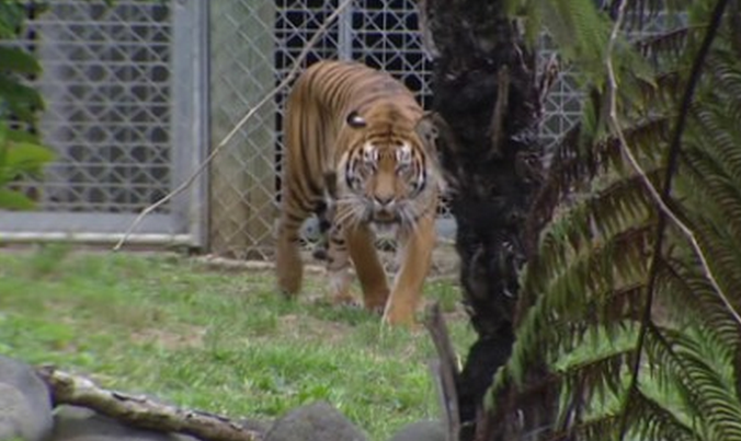 NewsBreaking News Tiger Who Killed New Zealand Zookeeper Was Born in Israel
JTA