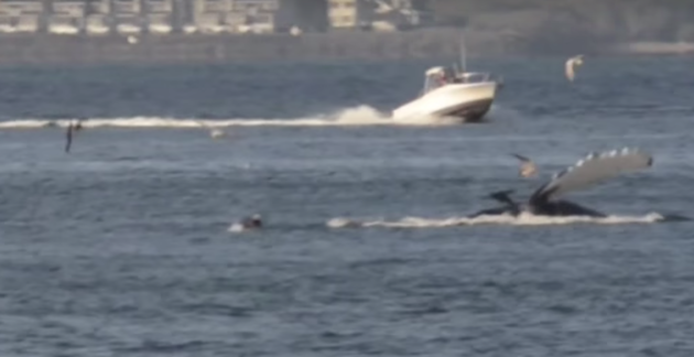 This screenshot from You Tube shows a humpback whale in the Columbia River earlier this week