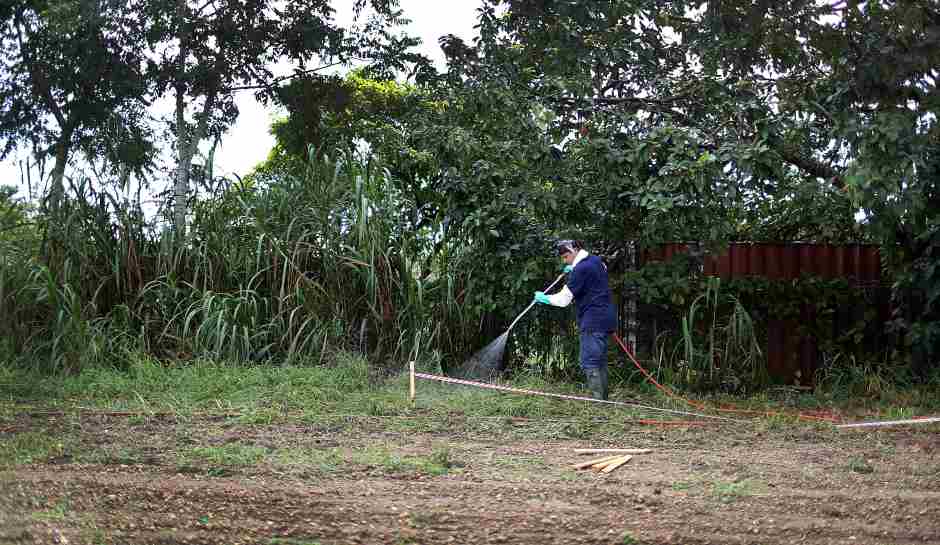 Invasive Fly Hits Florida Forcing Farmers To Destroy Crops And Threatening $700 Million Fruit Market