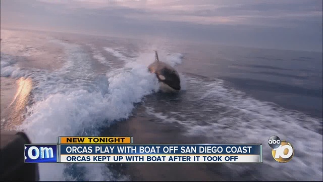 Orcas kept up with a boat off the San Diego coast after it took off.                      KGTV