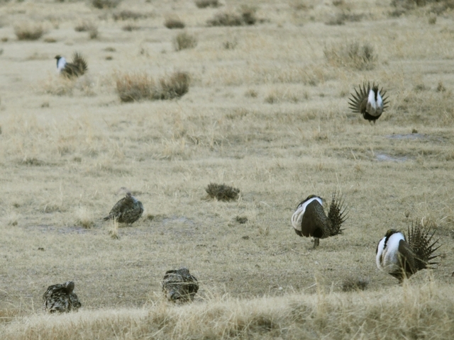 Feds: Sage grouse face decline if wildfires can't be stopped