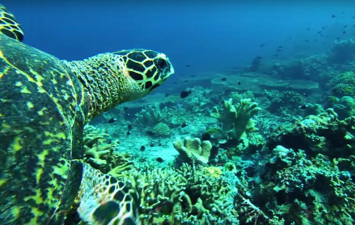 Hawksbill Sea Turtle