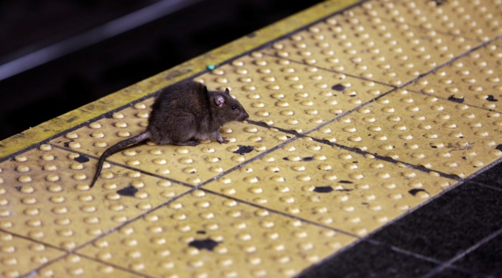 PizzaRat is proof dreams can come true- with a little perseverance