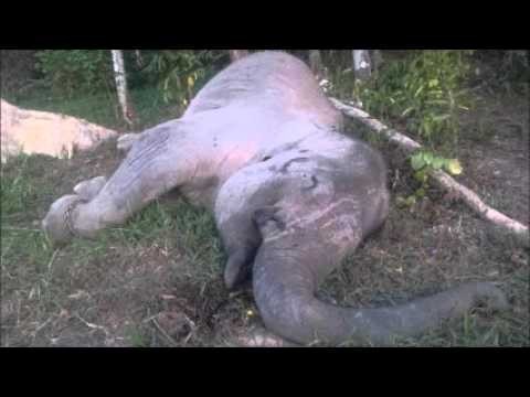 Sumatra elephant killed sparks outrage