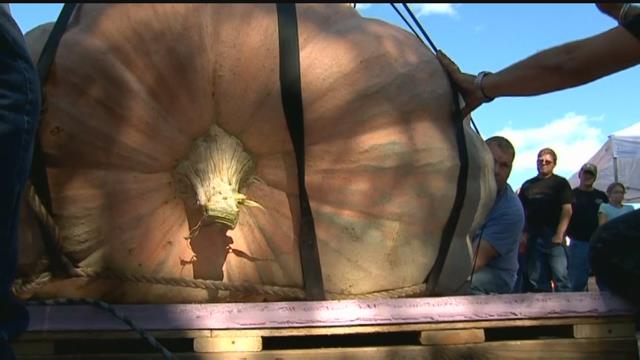 They're Calling It the 'Biggest Pumpkin in North America'