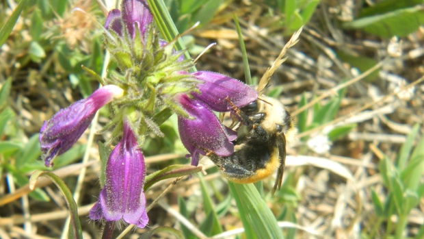 Queen bumble bee foraging on Oxytropis sericea flowers on the alpine tundra of Pennsylvania Mountain