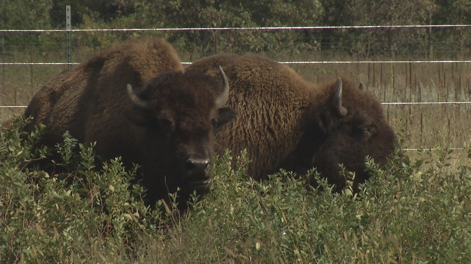 Bison Herd Now Roaming Minneopa State Park Near Mankato