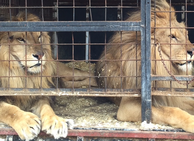 Rescued circus lions Jora and Black begin their 10,500-mile journey home