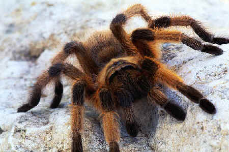 'Flight from Baltimore Got Delayed Due to Escaped Tarantulas