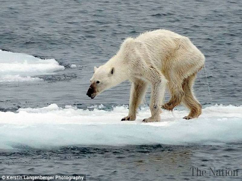 This photo of a starving polar bear isn't all it seems