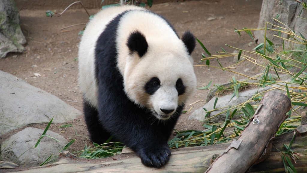 Giant pandas for Wellington Zoo?