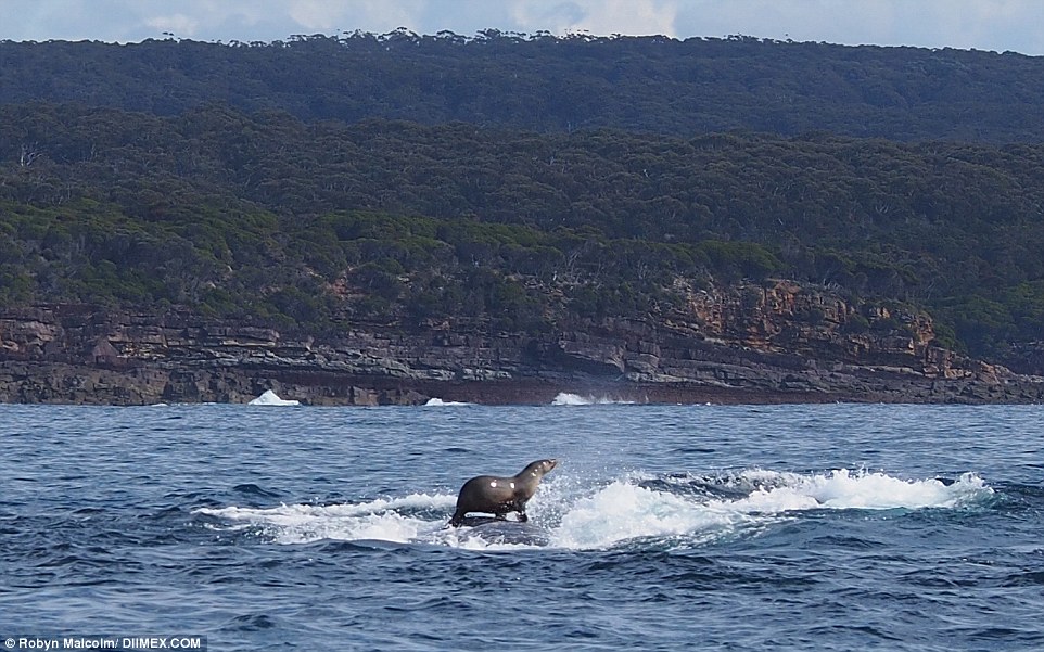 This Seal Used a Humpback Whale as Its Own Personal Surfboard