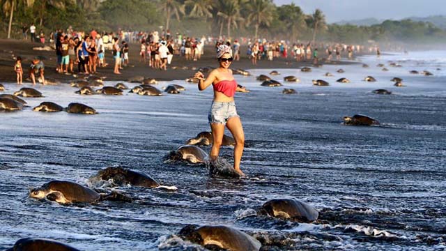 Thousands of turtles nest at same time off Costa Rica coast