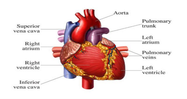 Protein patch could help tissue recovery after a heart attack