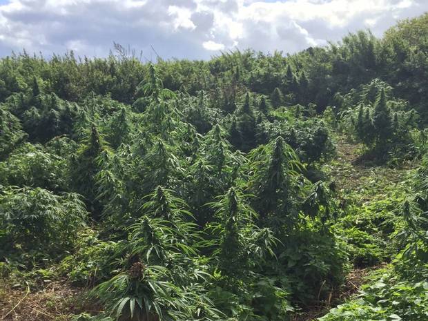 Giant 'forest' of cannabis discovered in south-west London