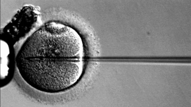 British scientists are trying to genetically alter human embryos for the first