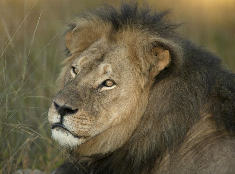 Report: Dentist Walter Palmer, who killed Cecil the lion, to return to his