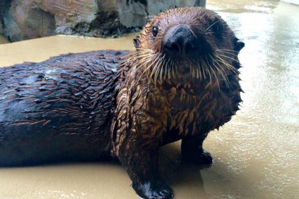 Sea Otters Might Be Struggling With Biodiversity