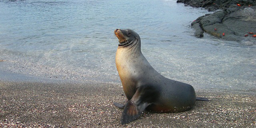 This Seal Used a Humpback Whale as Its Own Personal Surfboard