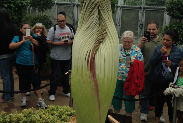 Corpse Flower in Botanical Garden Chicago