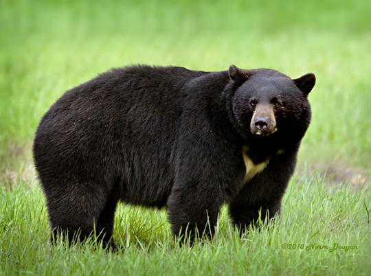 A Leon circuit judge on Thursday denied a temporary injunction to halt the state's first bear hunt in more than 20 years