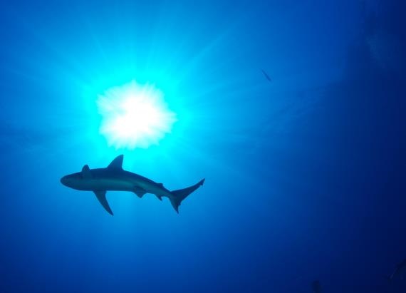 Man Discovered He Had Cancer Thanks to a Shark Collision