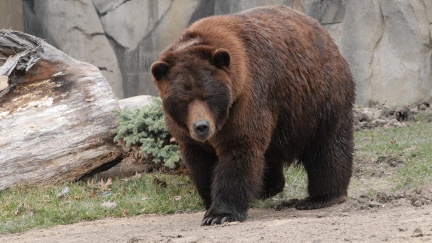 A bear in captivity