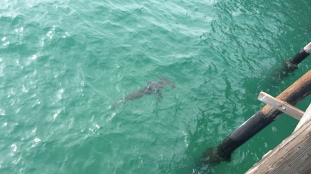 A hammerhead shark spotted by the Newport Pier