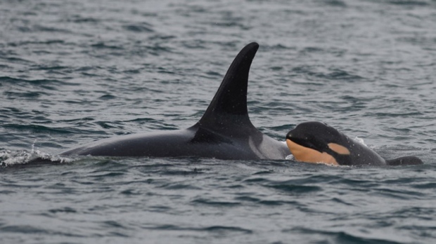 A new baby orca was seen swimming with her mother Princess Angeline in Haro Strait on Oct. 24 2015