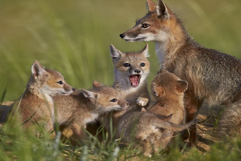 A swift fox and cubs