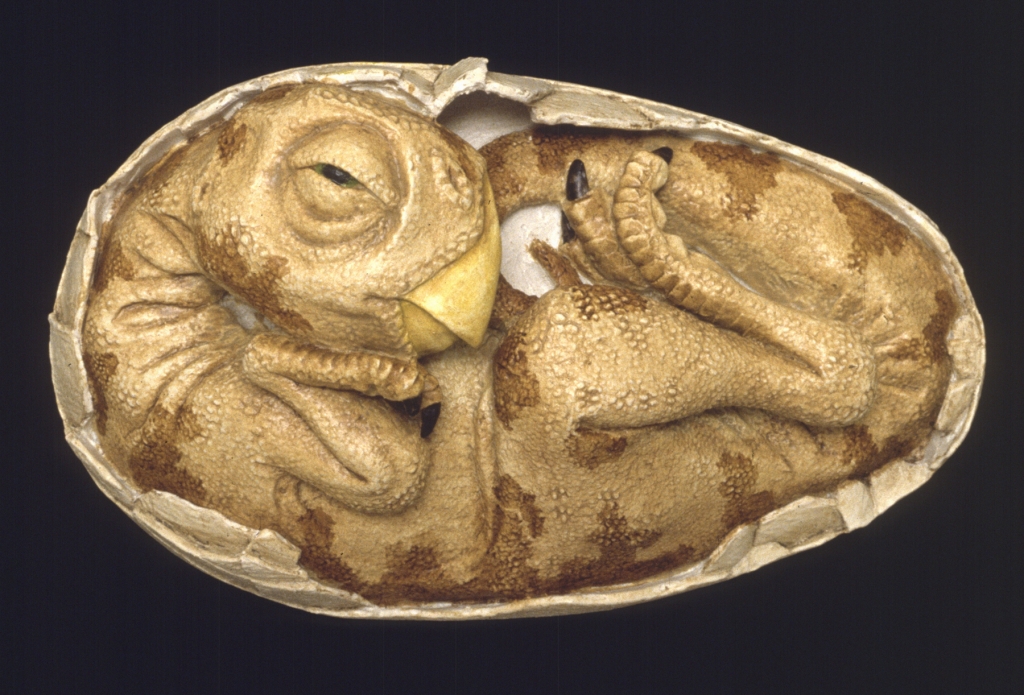 An oviraptor embryo. Credit Waikato Museum