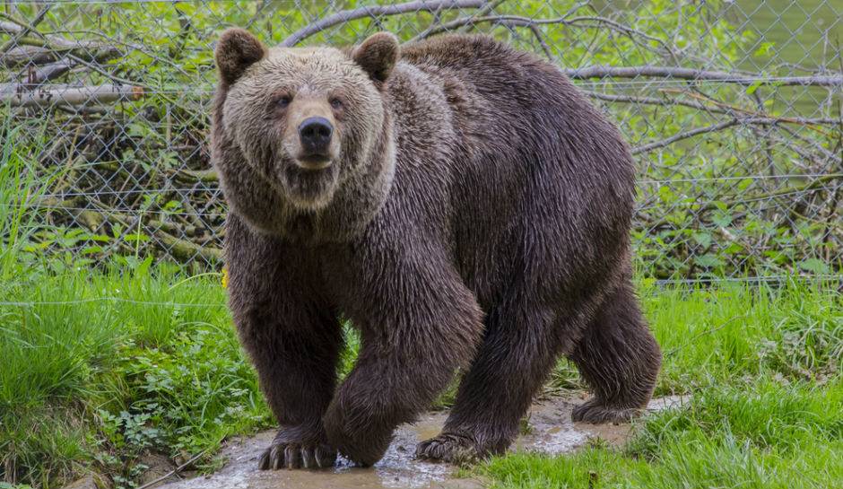 Bozeman Montana Bear School