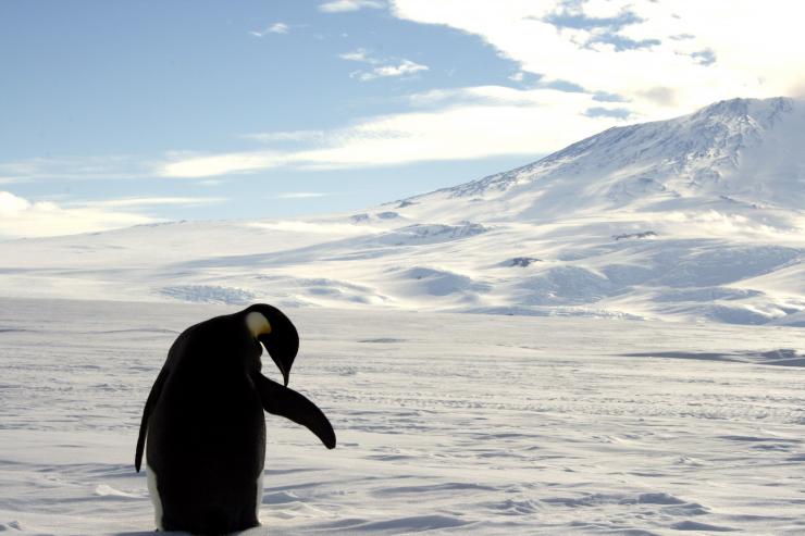 New research predicts a doubling of surface melting of the Antarctic ice shelves by 2050