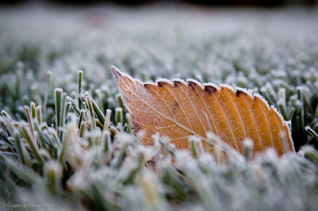 Frost Leaf