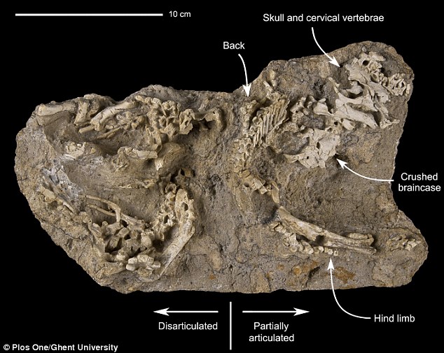 The remains of a litter of'duckbilled dinosaurs have been discovered in an area known as the Dragon's Tomb in Mongolia. Scientists say the specimens were found close to fragments of eggshell and that the'babies were probably in the earl