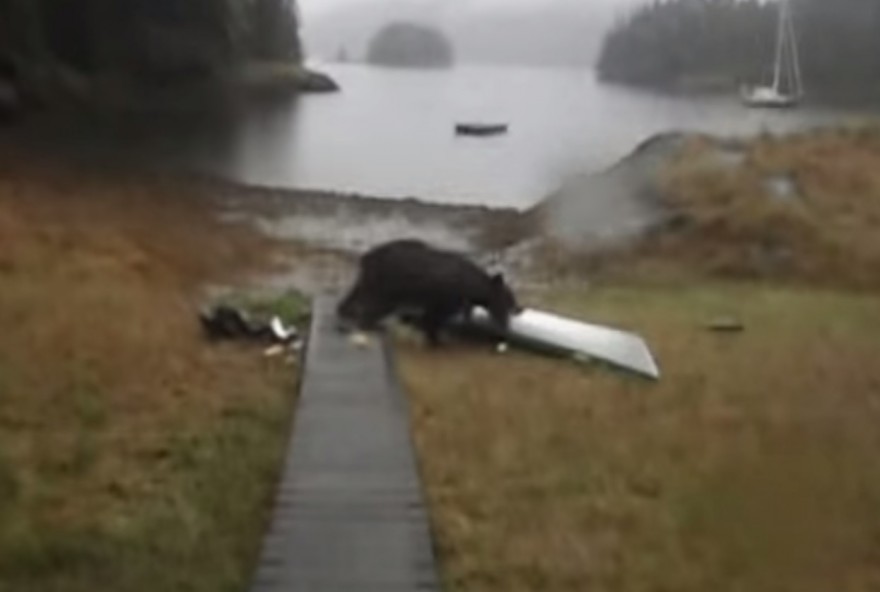 Bear Gnaws on Kayak