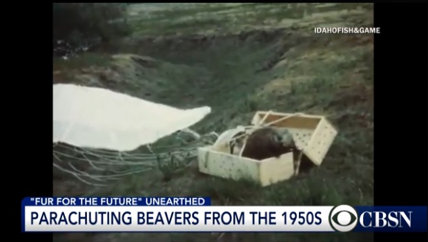 HAVE YOU SEEN THIS: Parachuting Beavers!